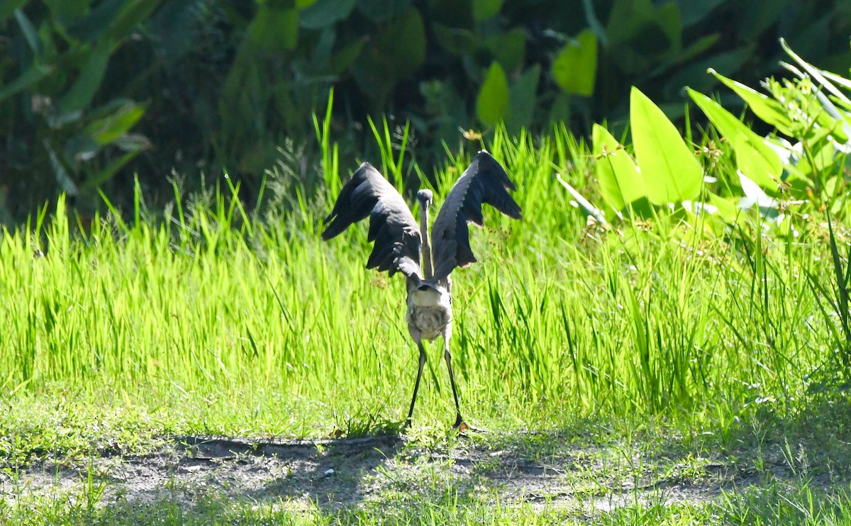 Tricolored Heron - ML620648575