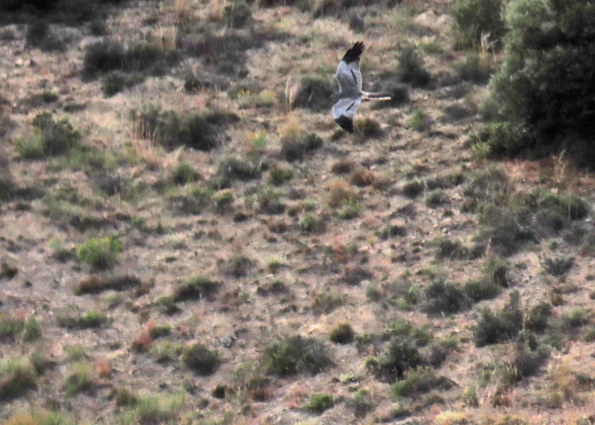 Montagu's Harrier - ML620648578