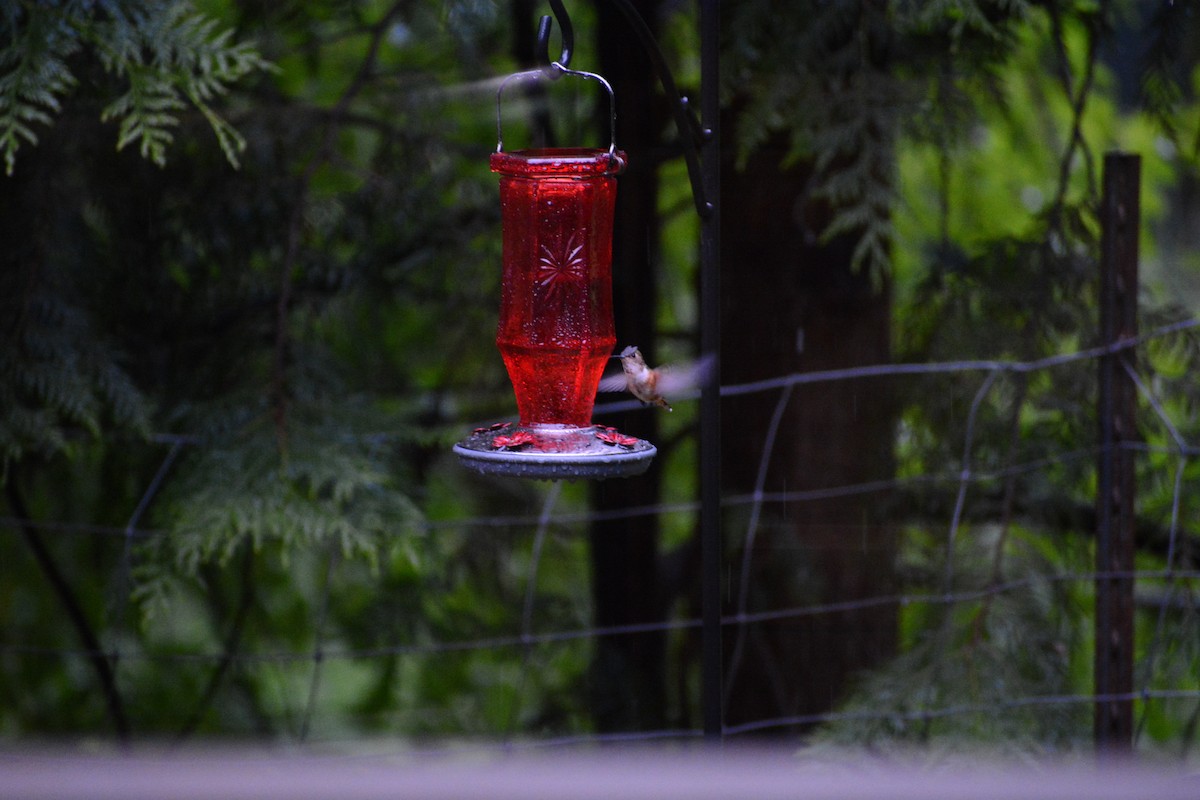 Colibrí Rufo - ML620648579