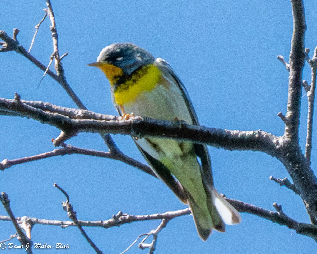 Northern Parula - ML620648583