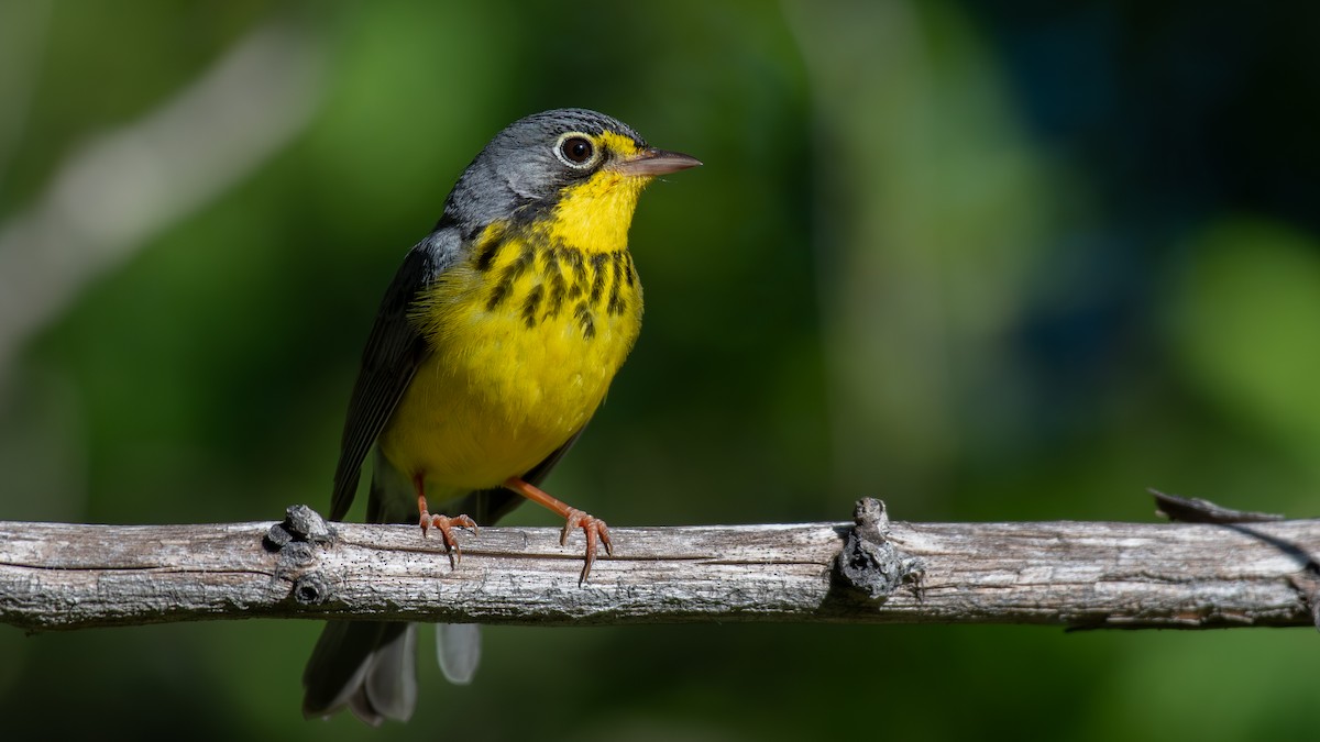 Canada Warbler - ML620648587