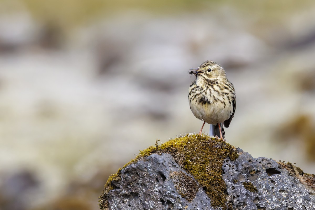 Meadow Pipit - ML620648590