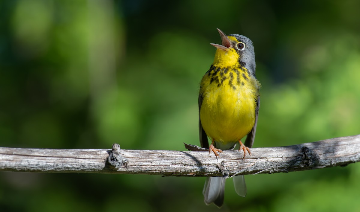 Canada Warbler - ML620648593