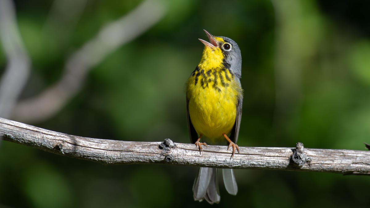 Canada Warbler - ML620648594