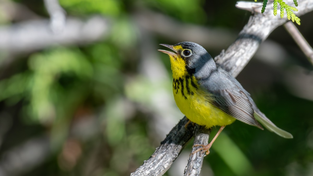 Canada Warbler - Simon Kiacz