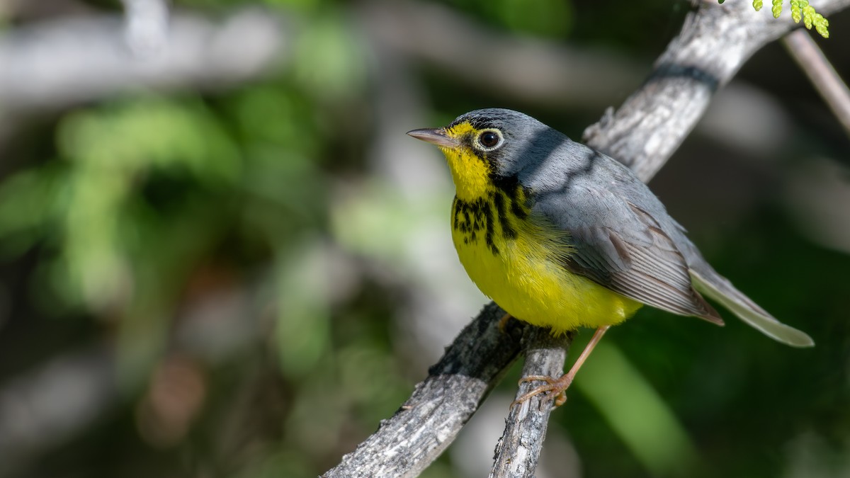 Canada Warbler - ML620648596