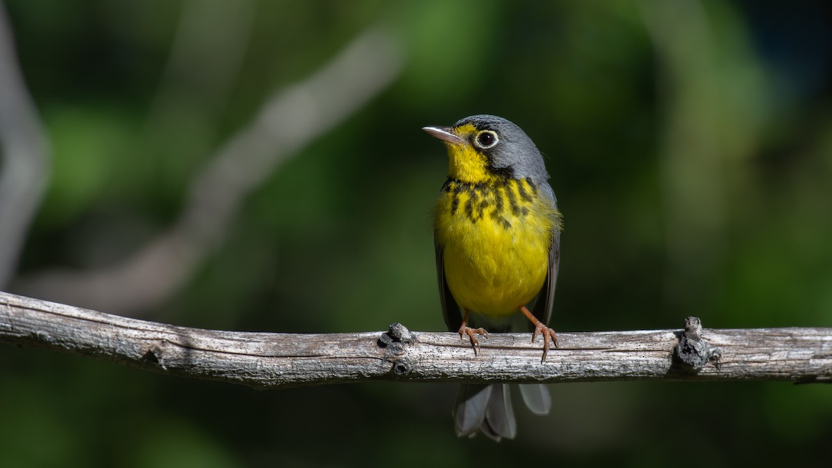 Canada Warbler - ML620648597