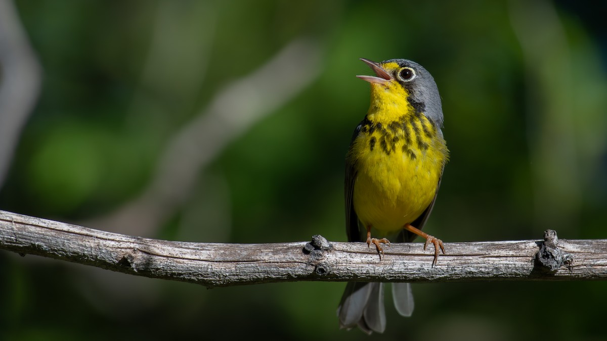 Canada Warbler - ML620648598