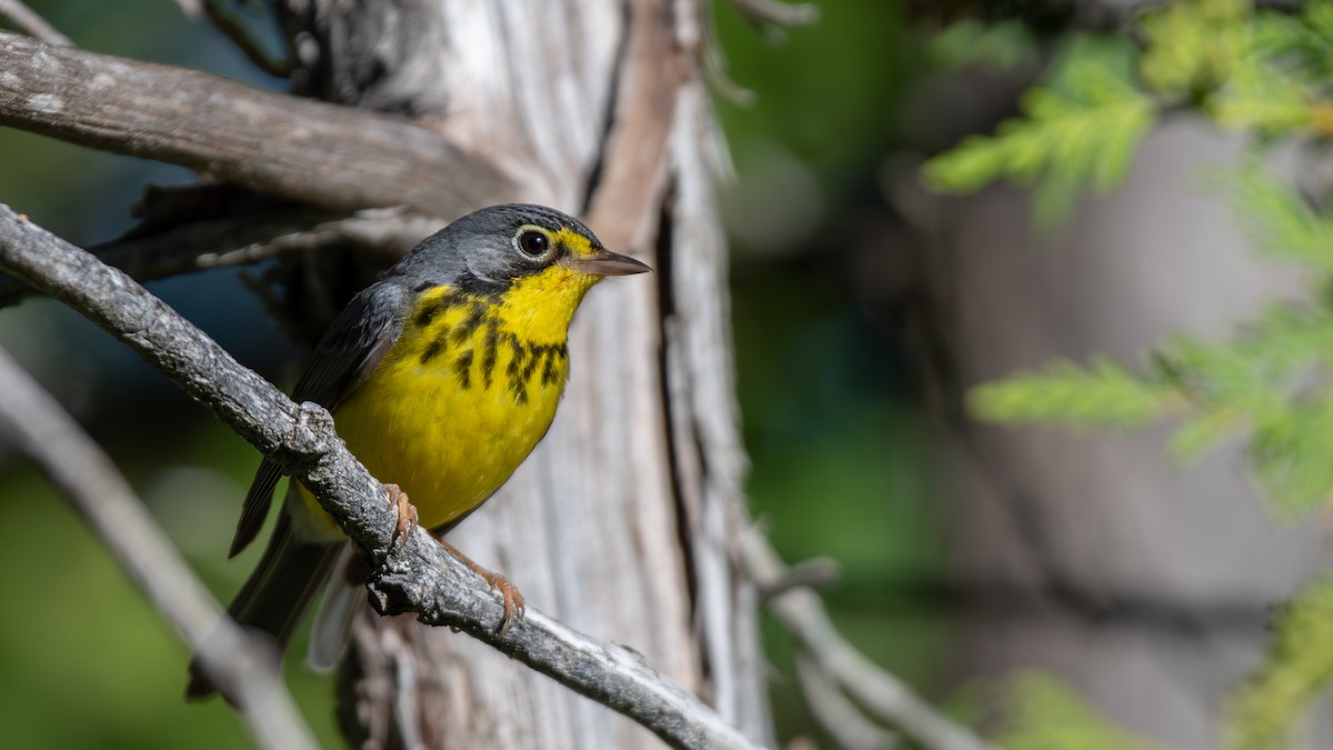 Canada Warbler - ML620648599