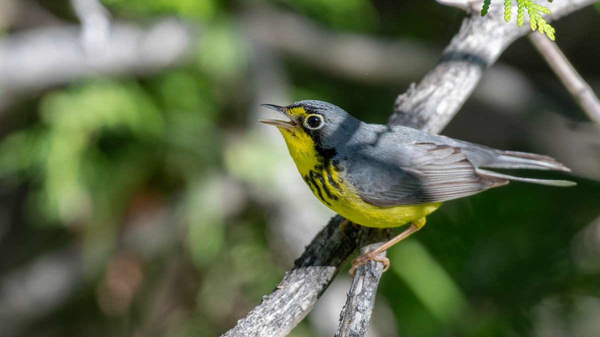 Canada Warbler - ML620648600