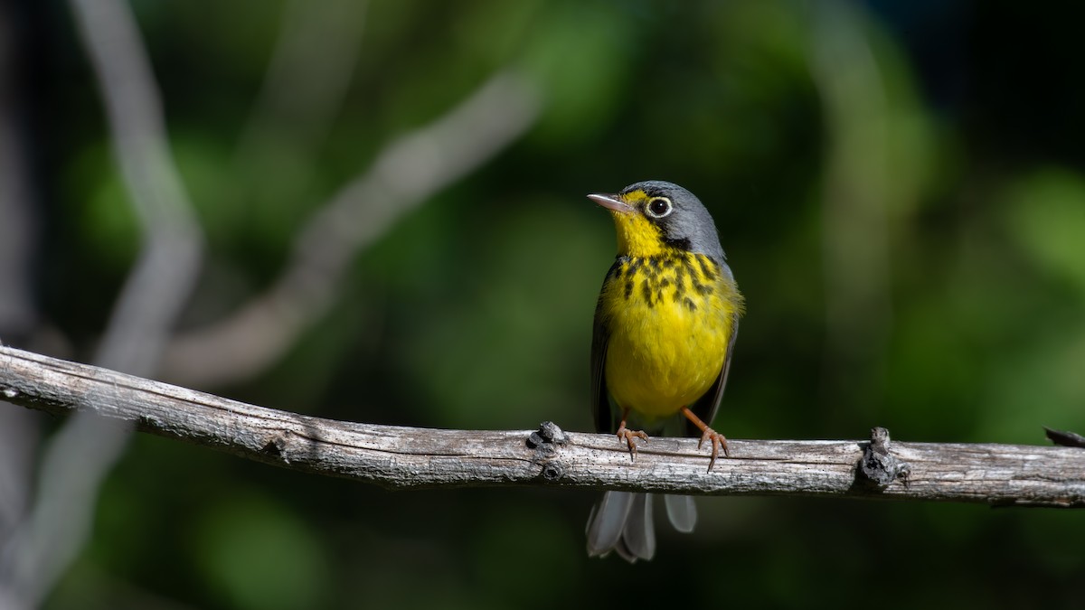 Canada Warbler - ML620648602