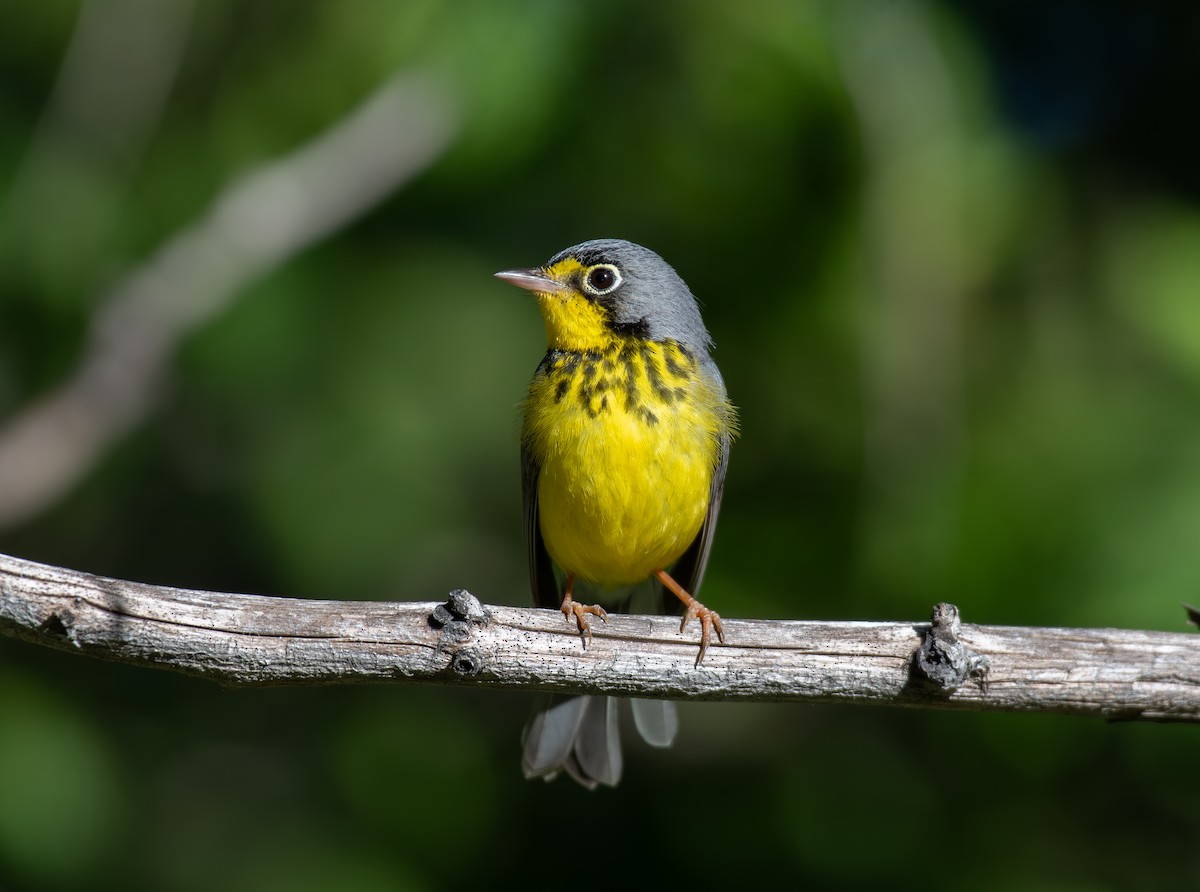 Canada Warbler - ML620648603