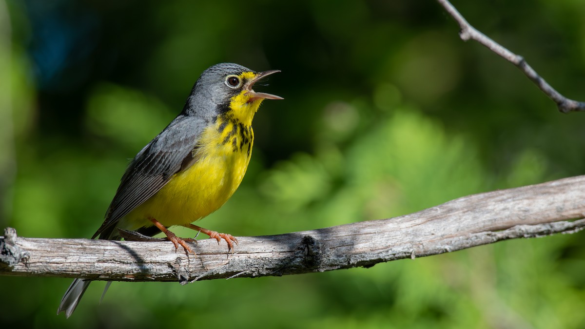 Canada Warbler - ML620648604