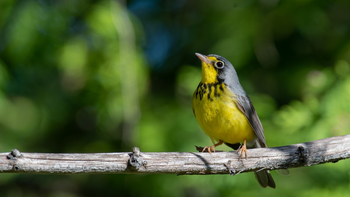 Canada Warbler - ML620648605