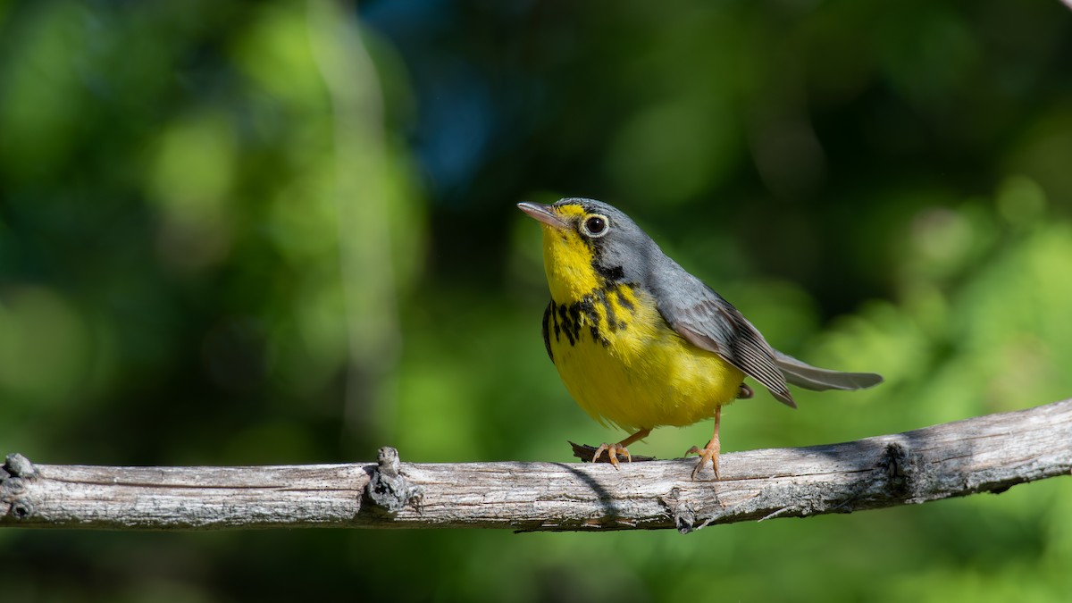 Canada Warbler - ML620648606