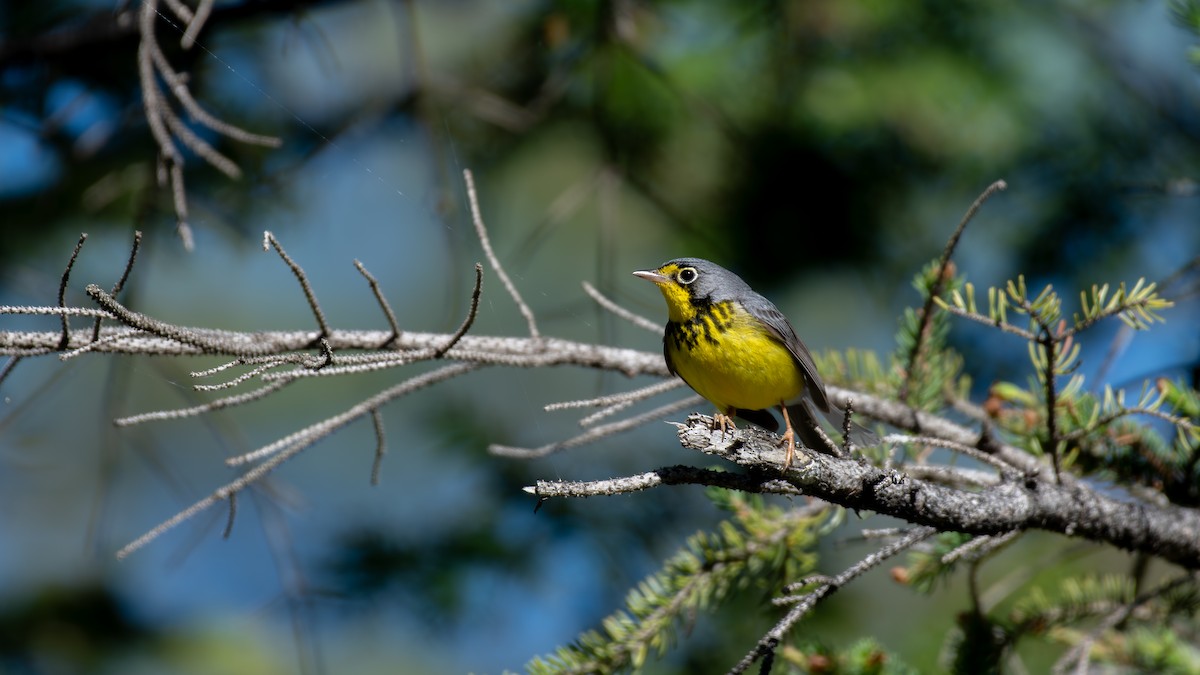 Canada Warbler - ML620648609