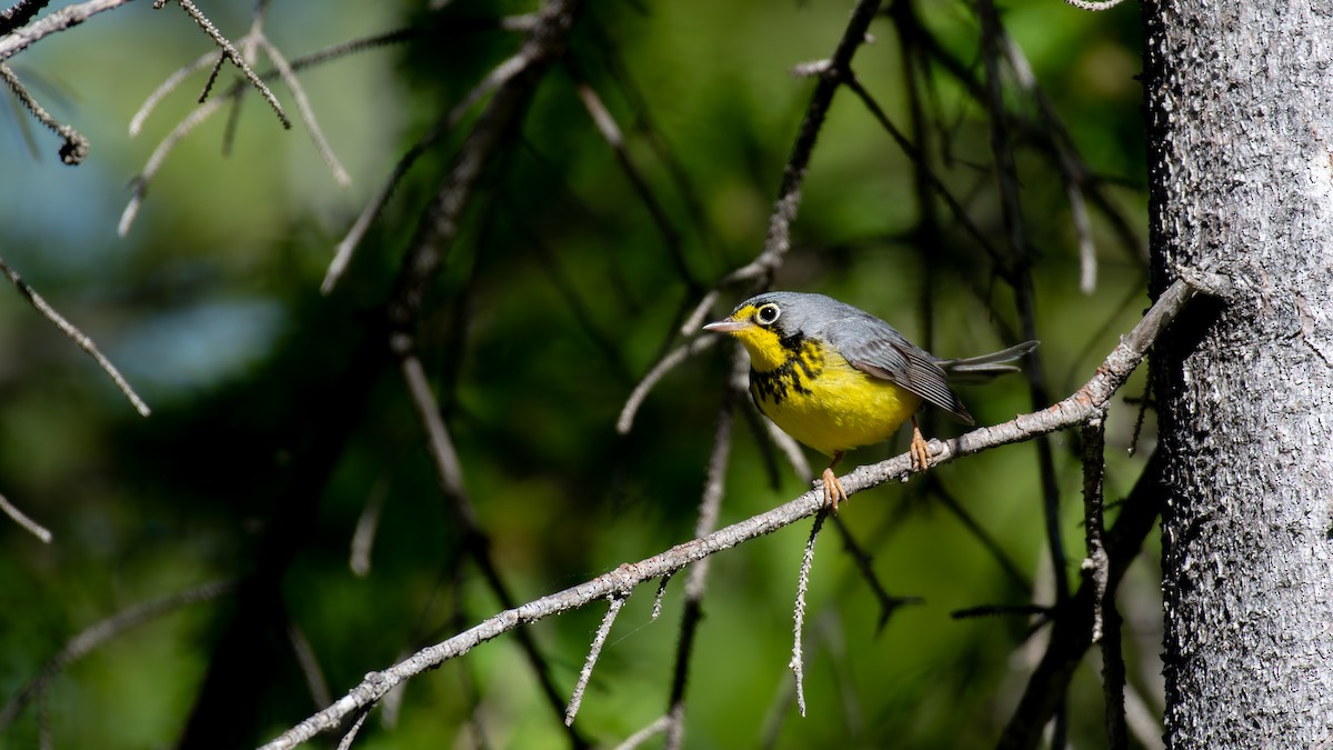 Canada Warbler - ML620648610