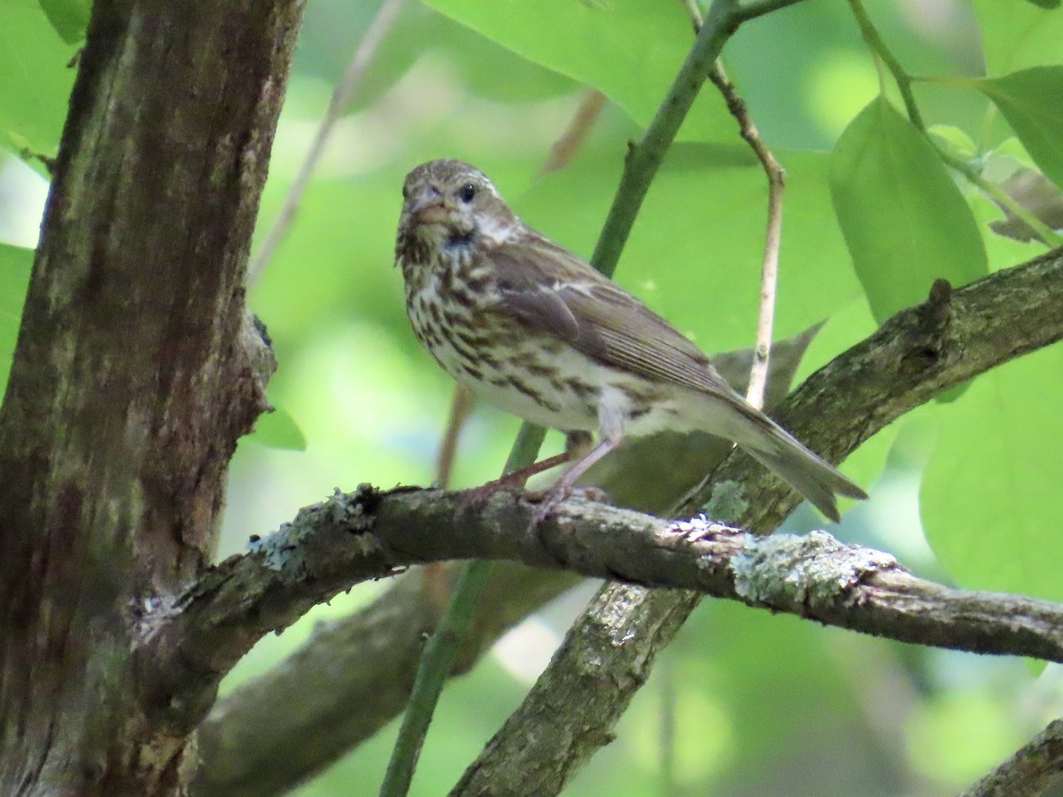 Purple Finch - ML620648615