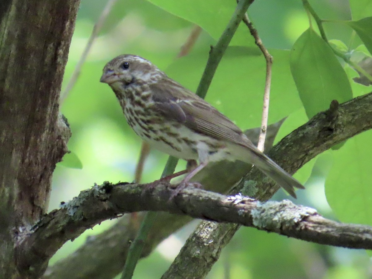 Purple Finch - ML620648619