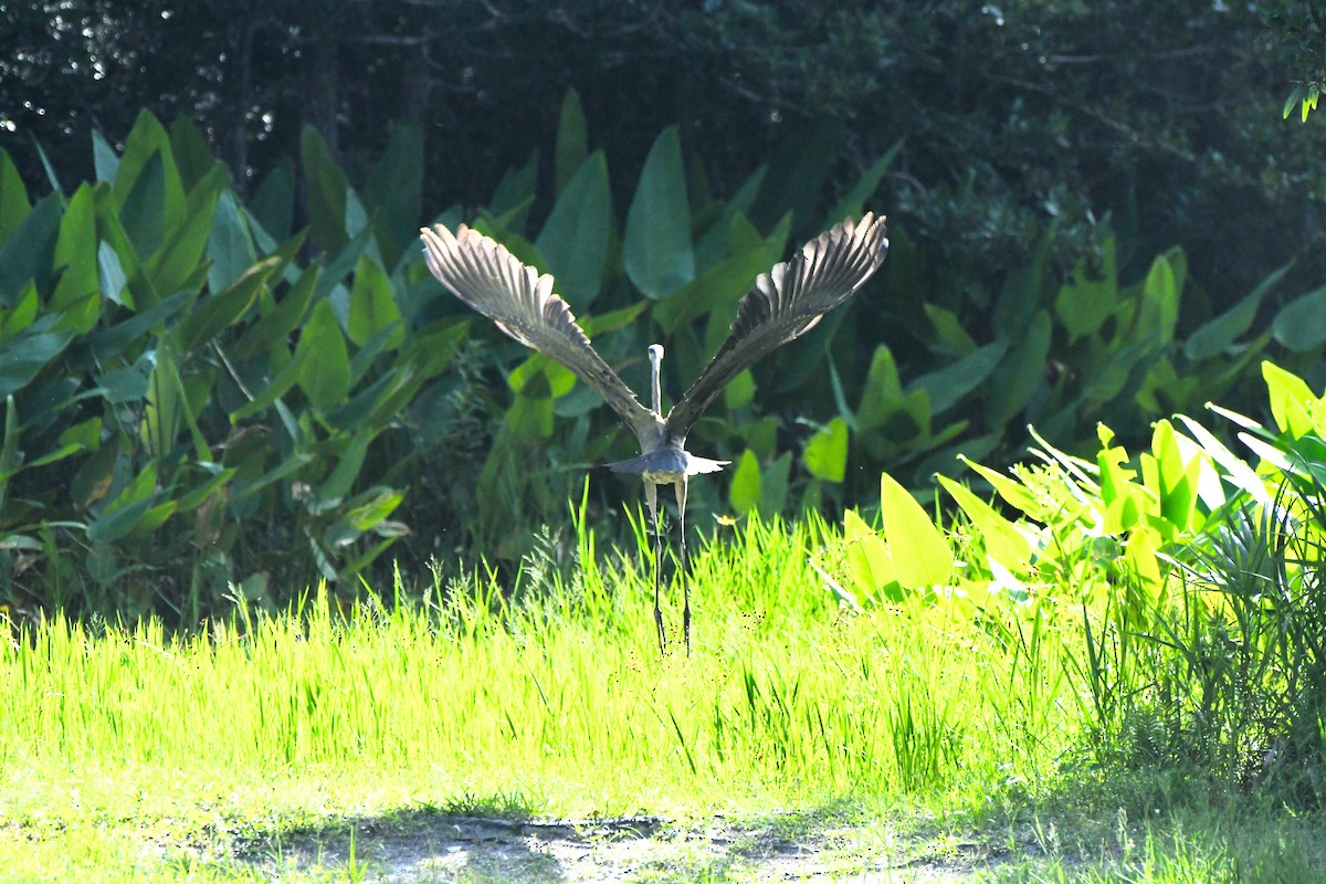 Tricolored Heron - ML620648622