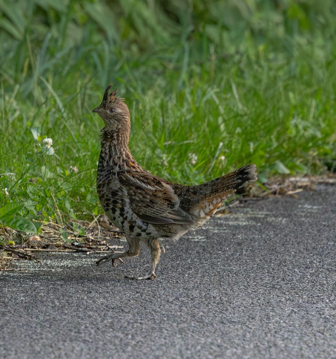 Ruffed Grouse - ML620648626