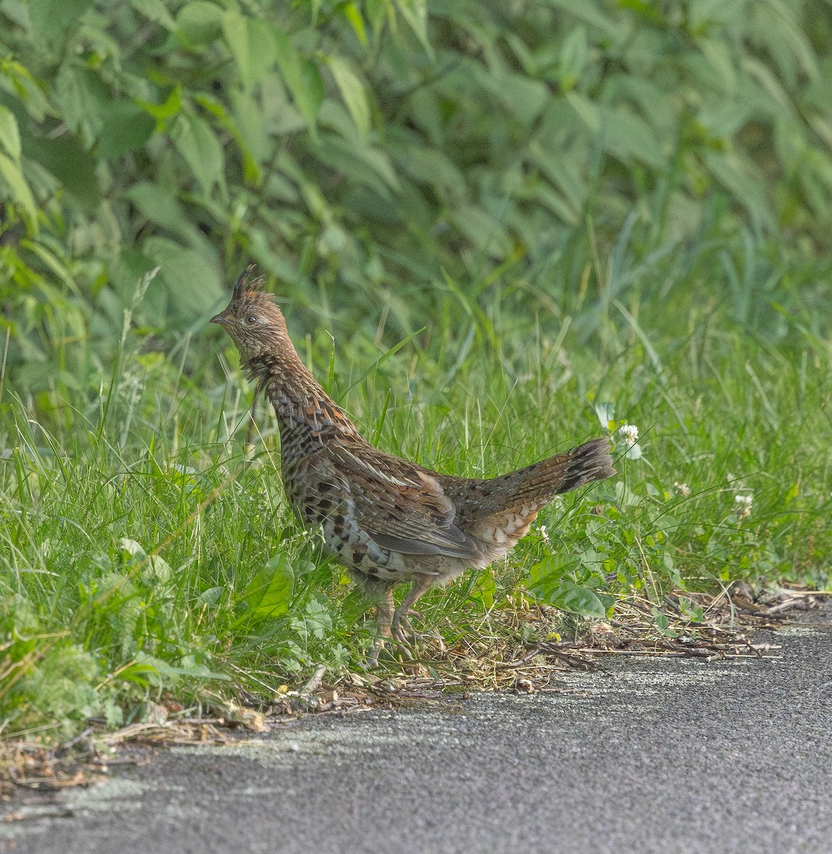 Ruffed Grouse - ML620648627