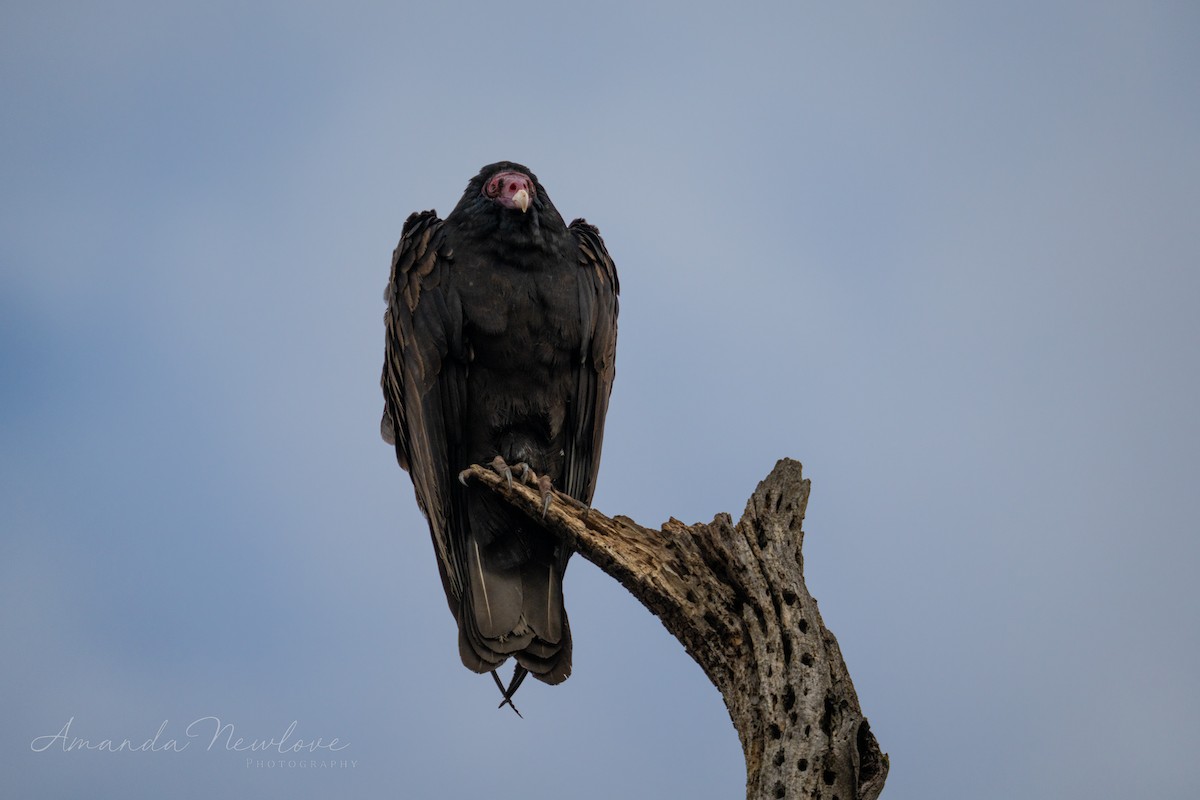 Turkey Vulture - ML620648628