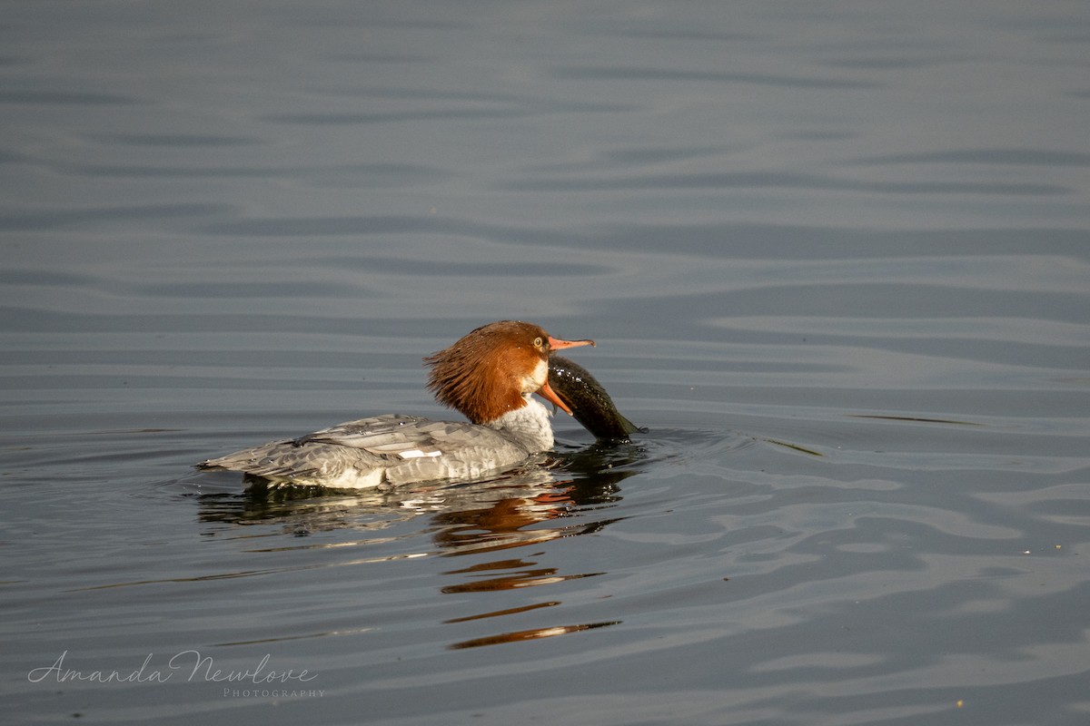 Common Merganser - ML620648629