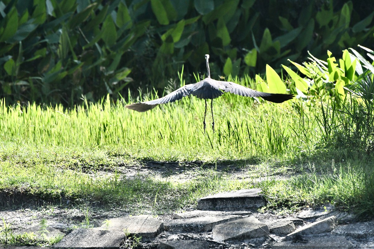 Tricolored Heron - Victor Botnaru