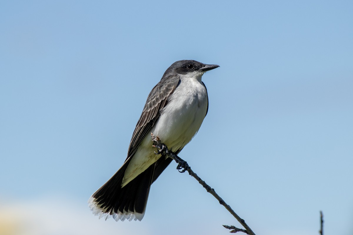 Eastern Kingbird - ML620648632