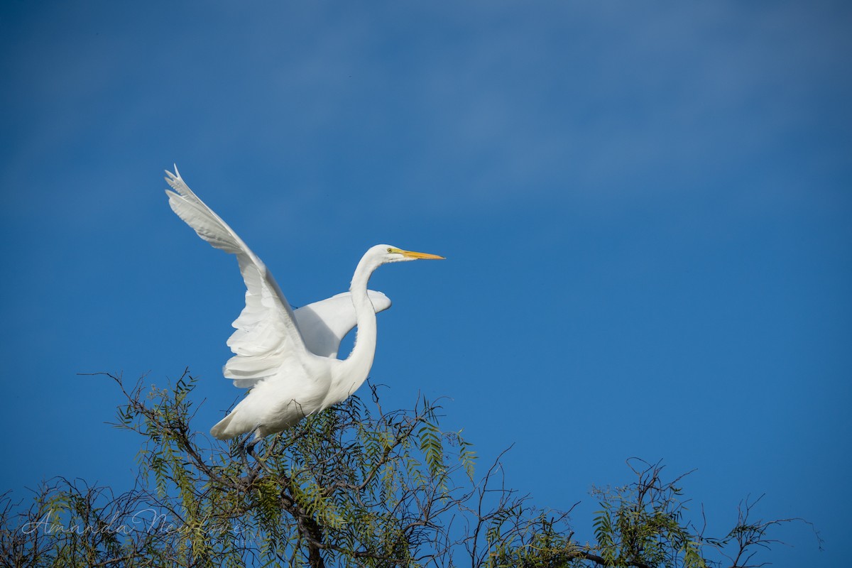 Great Egret - Amanda Newlove