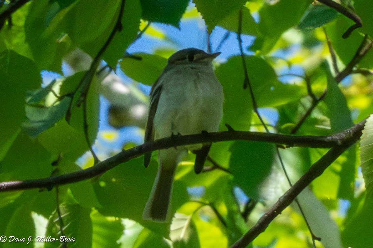 Least Flycatcher - ML620648640