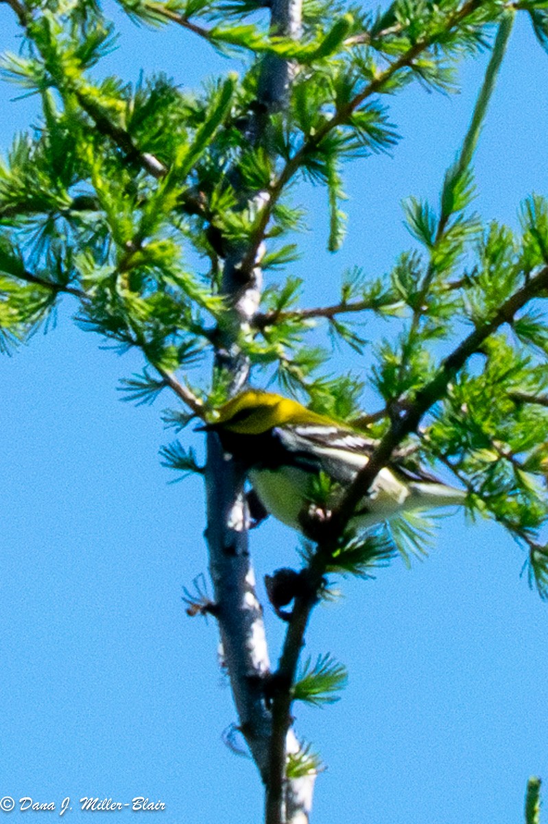 Black-throated Green Warbler - ML620648649