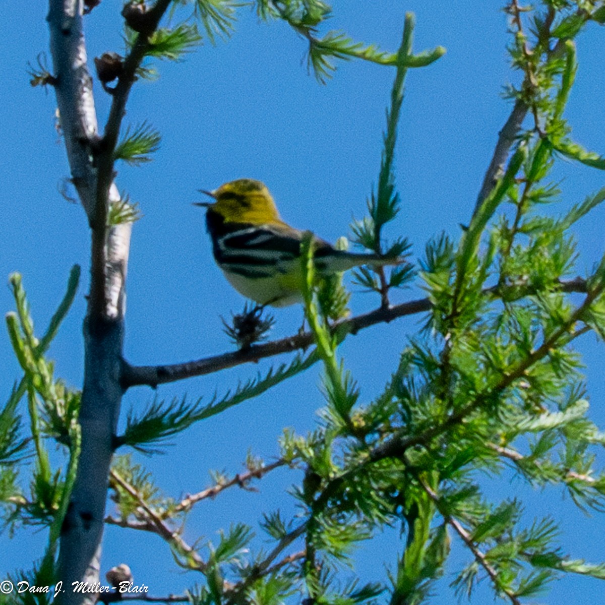 Black-throated Green Warbler - ML620648650