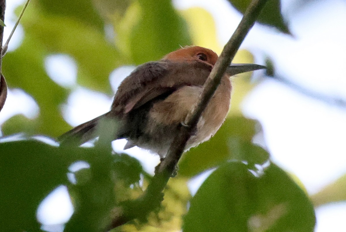 Chestnut-headed Nunlet - ML620648653