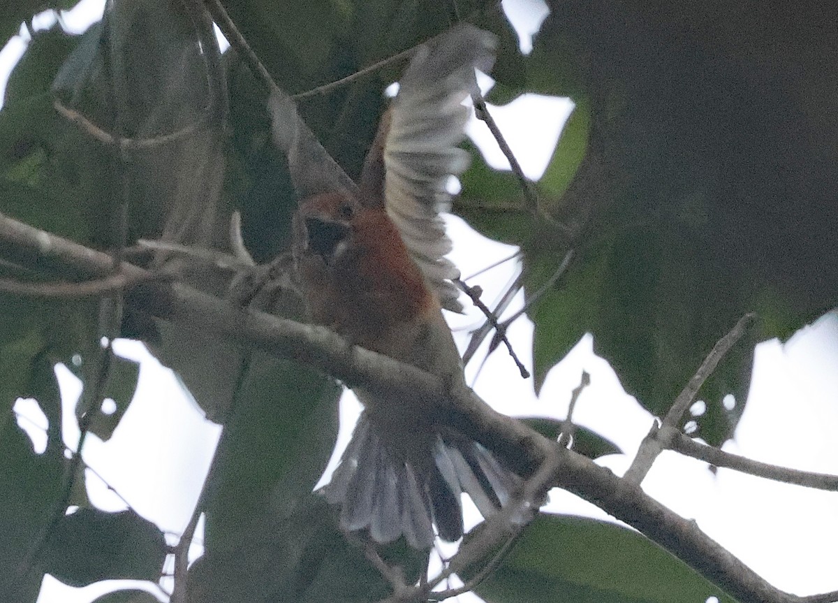 Chestnut-headed Nunlet - ML620648655