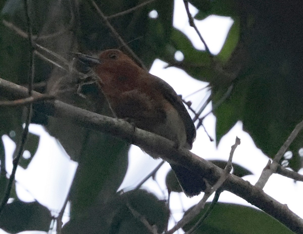 Chestnut-headed Nunlet - ML620648656