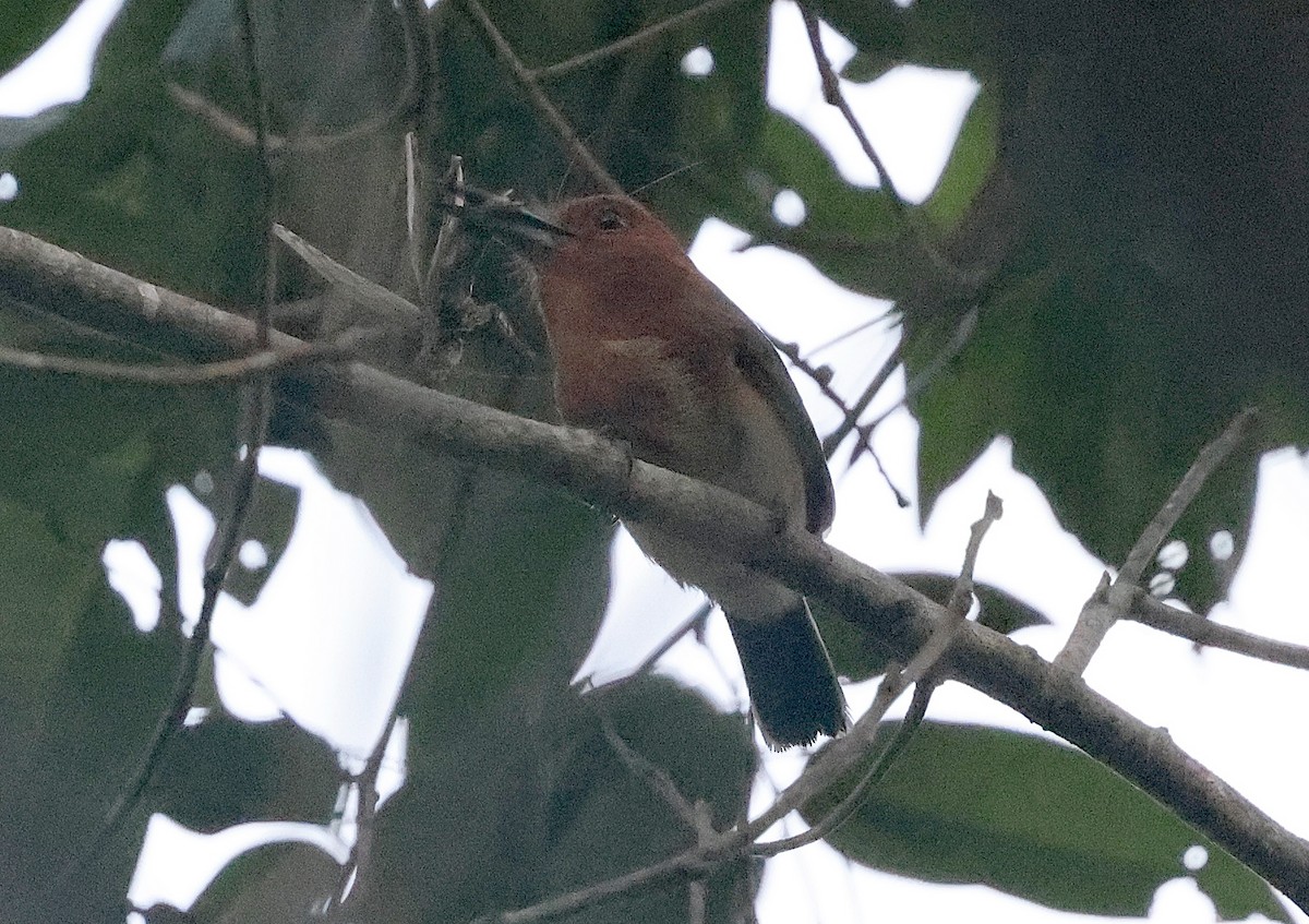 Chestnut-headed Nunlet - ML620648657