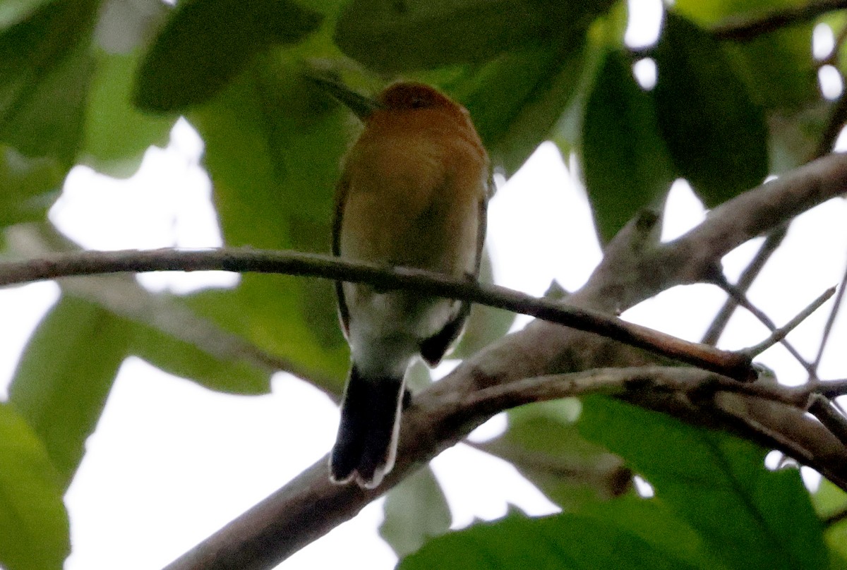 Chestnut-headed Nunlet - Ashley Banwell