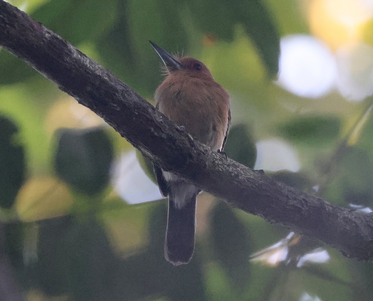 Chestnut-headed Nunlet - Ashley Banwell