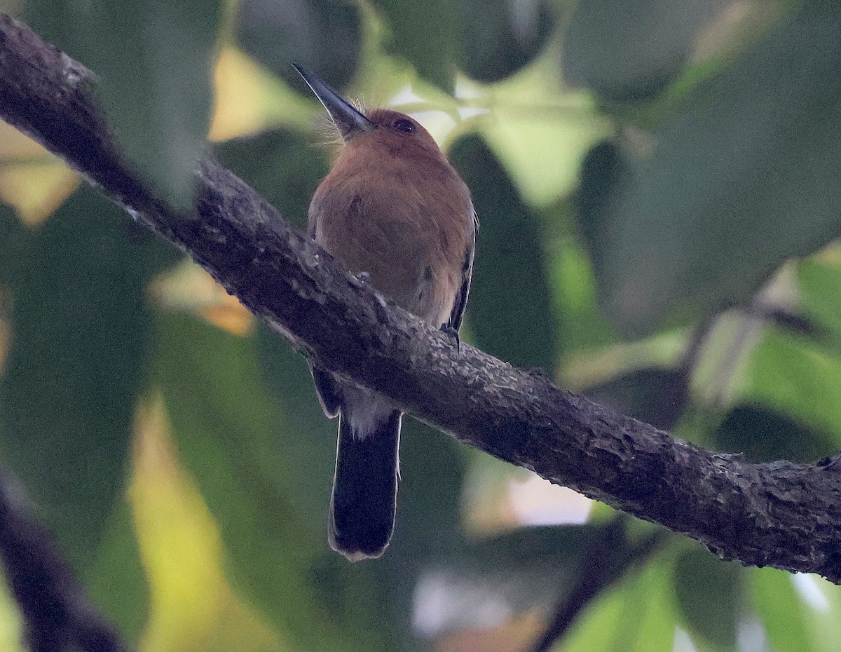 Chestnut-headed Nunlet - ML620648660