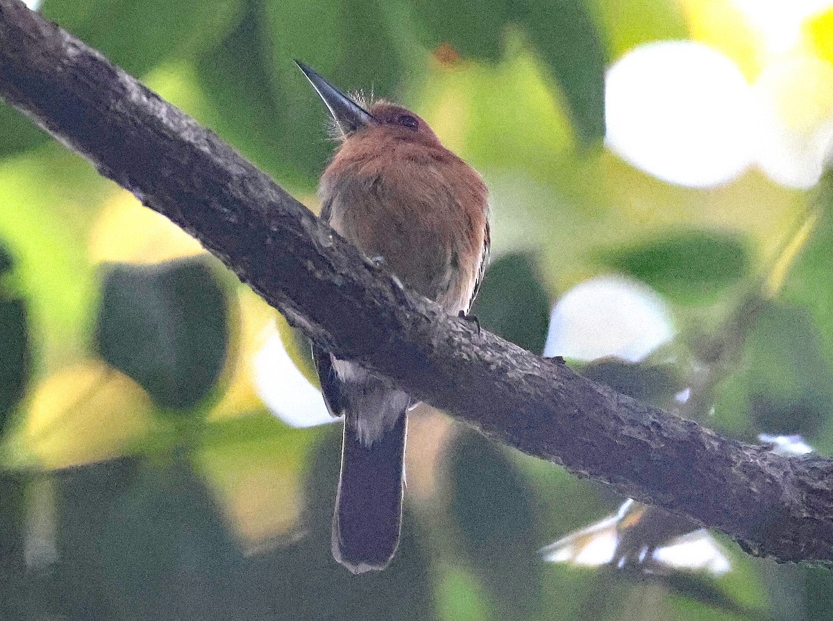 Chestnut-headed Nunlet - ML620648661