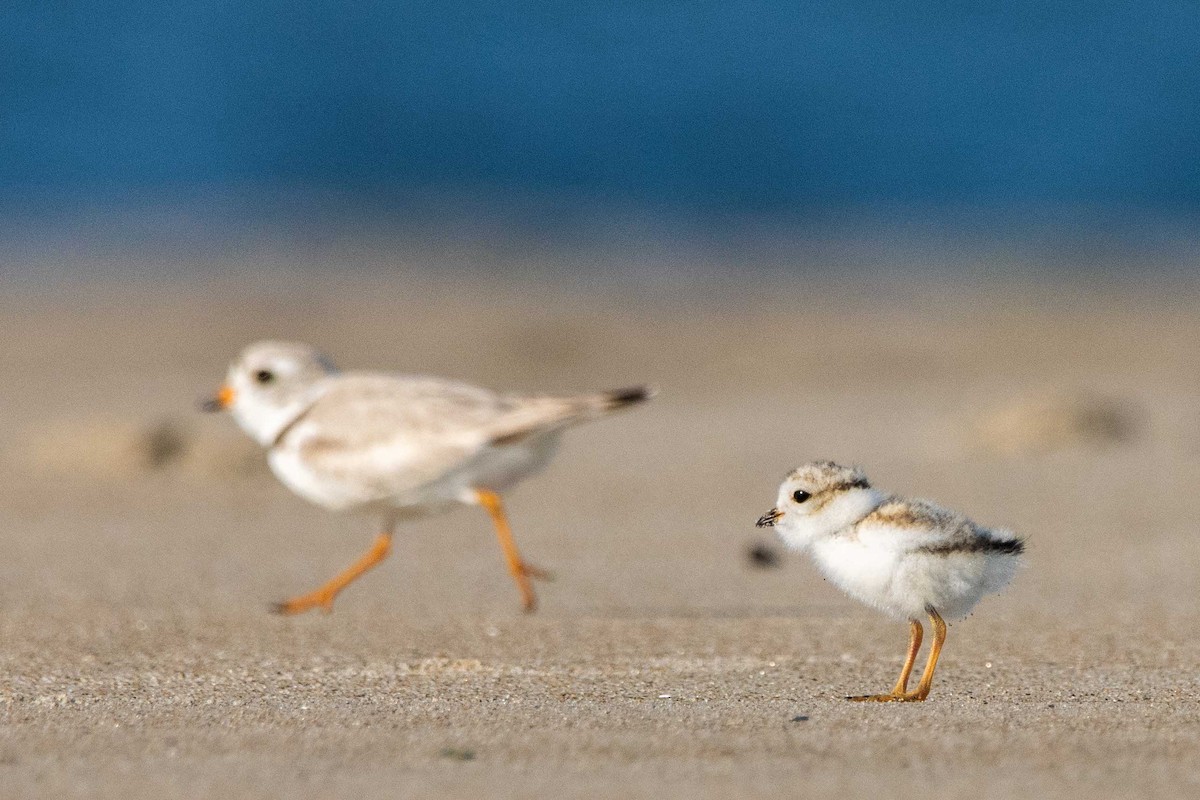 Piping Plover - ML620648672