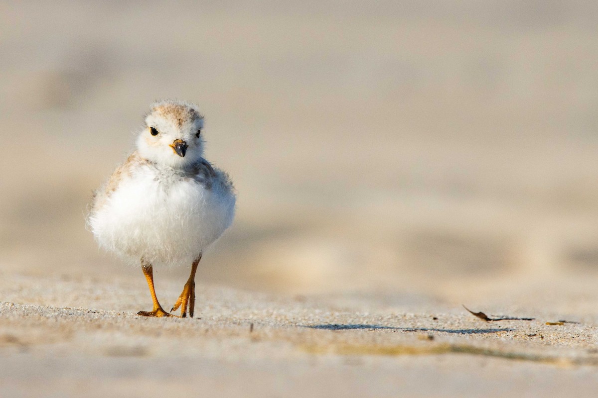 Piping Plover - ML620648673