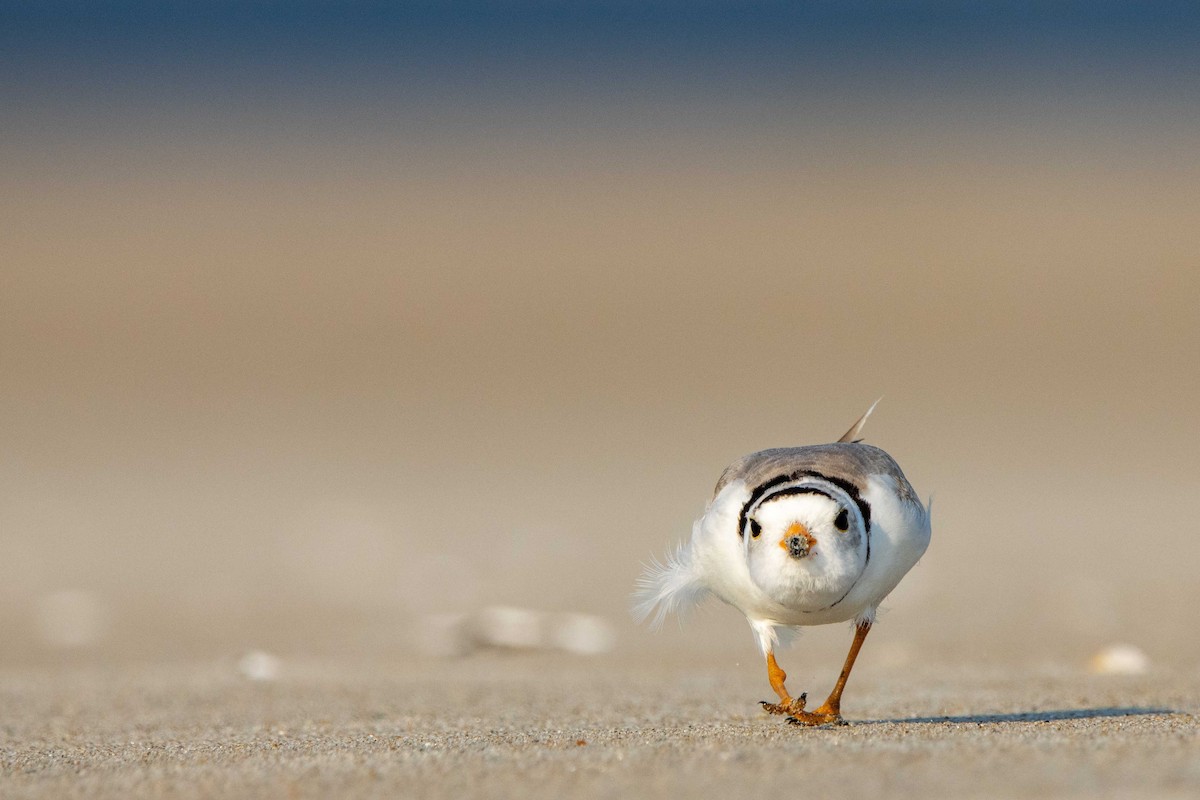 Piping Plover - ML620648674