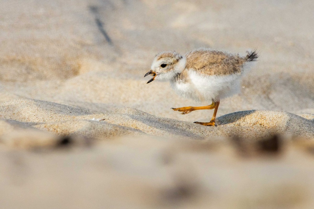 Piping Plover - ML620648675