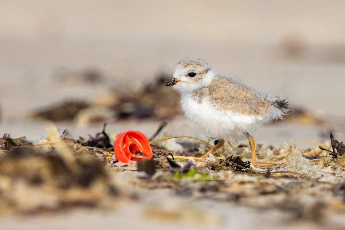 Piping Plover - ML620648676