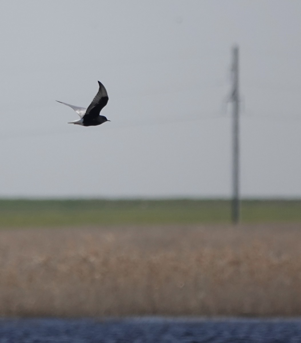 White-winged Tern - ML620648678