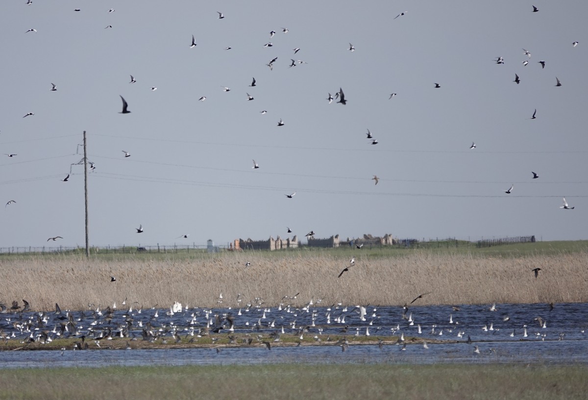 White-winged Tern - ML620648679