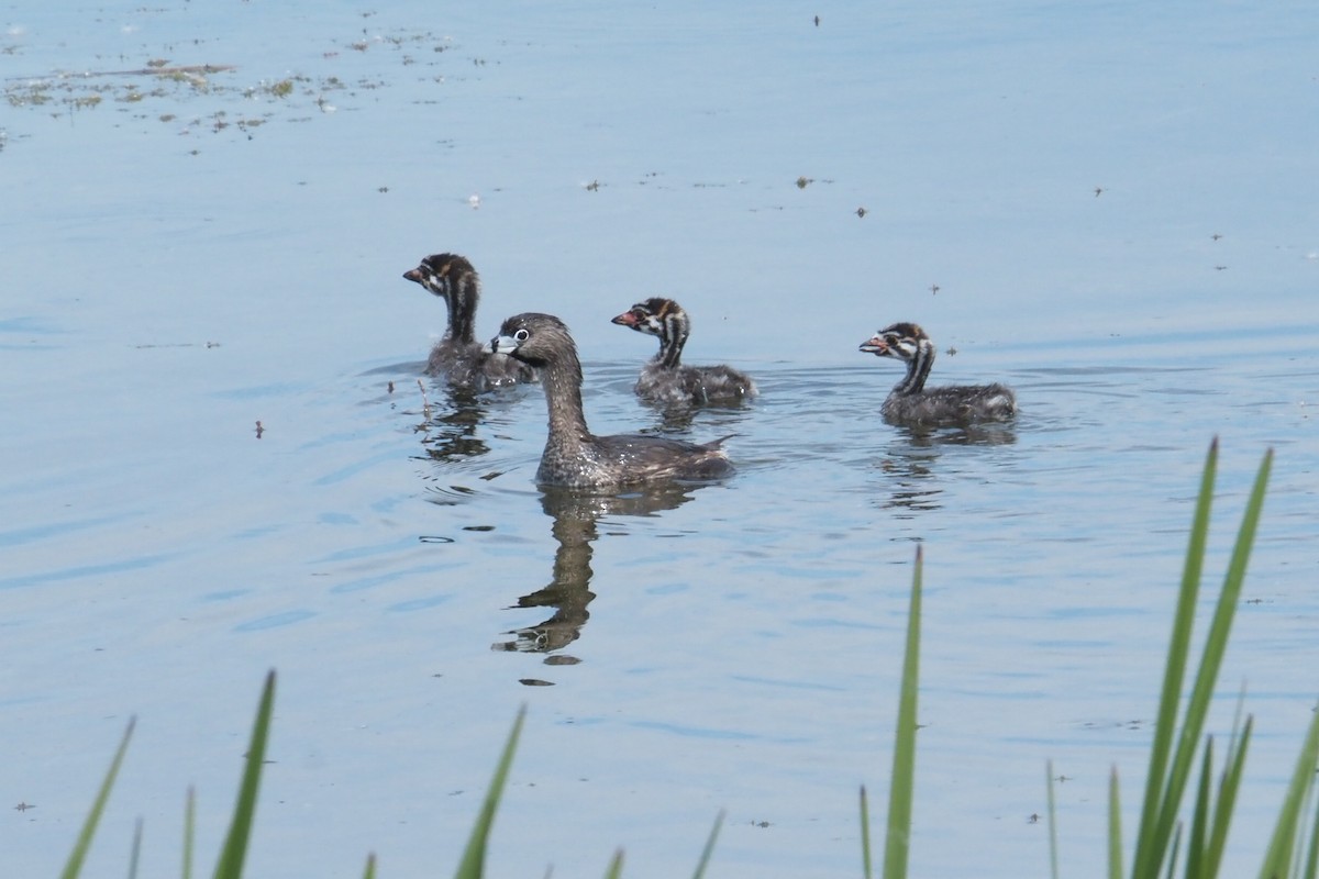 Pied-billed Grebe - ML620648681